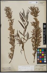 Foto von Salix viminalis L.